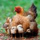 Gallina Americana