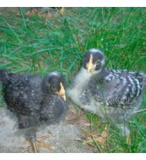 Pollita Barred Rock