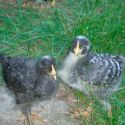 Pollitos Barred Rock de hasta 6 semanas