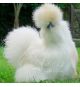 Gallo Sedosa del Japon