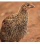 Guinea Cria