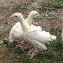 Pavo Blanco de hasta 6 Semanas. SIN SEXAR