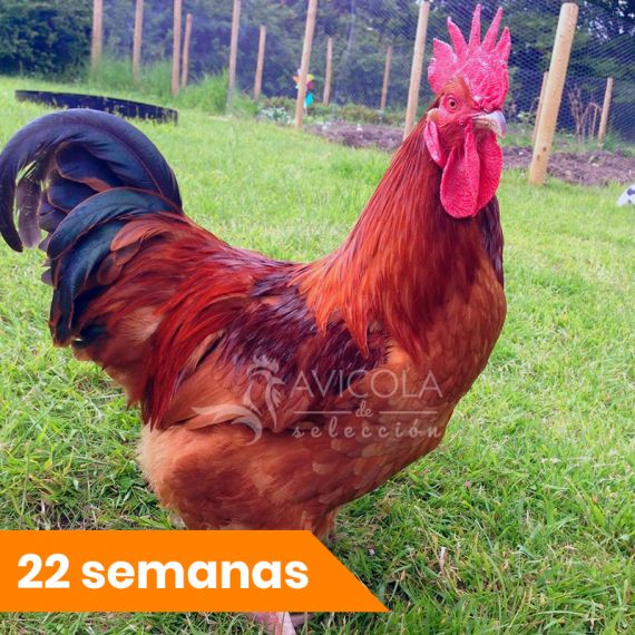 Gallo Bignee