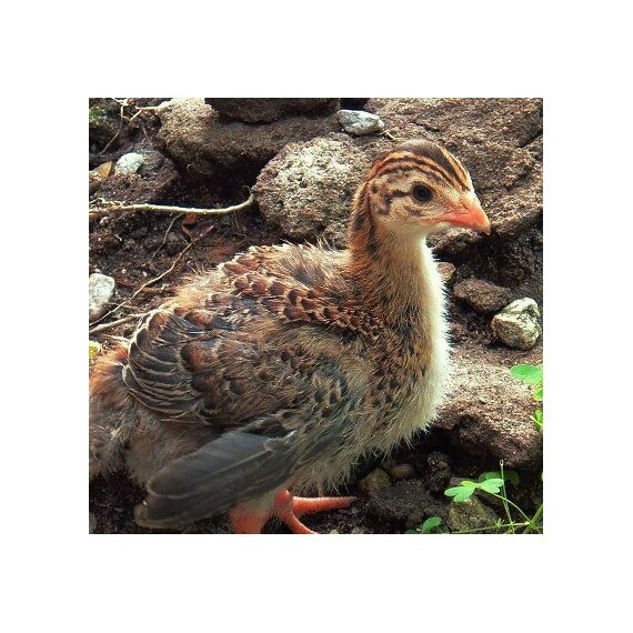 Guinea Cria