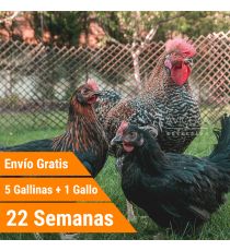 Oferta 5 Binoir + Gallo + Portes Incluidos