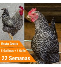 Oferta 5 Barred Rock + Gallo + Portes Incluidos