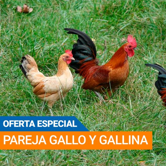 Pareja Americana