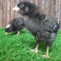 Pollitas Barred Rock de hasta 2 semanas
