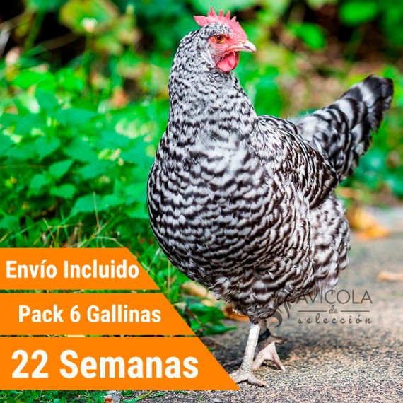 Oferta 6 Barred Rock Portes Incluidos