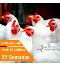 Oferta 12 Gallinas Leghor Portes Incluidos