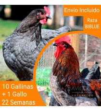 Oferta 11 Biblue ® y un gallo. Portes Gratis