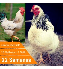 Oferta 11 Sussex + Gallo + Portes Incluidos