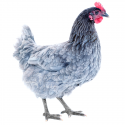 Gallina Biblue ® 22 Semanas