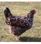Gallina Legbar Crema