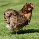 Gallo Araucano