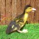 Patitos/as Mixto